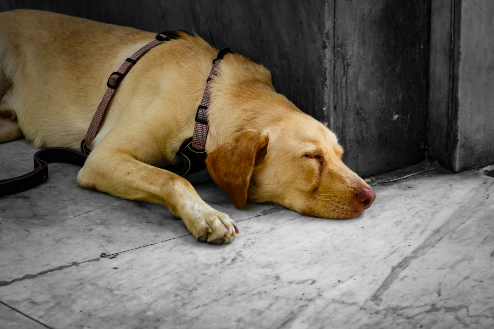 Santa Clara Vet Clinics: Early Signs of Arthritis and Joint Disease in Dogs